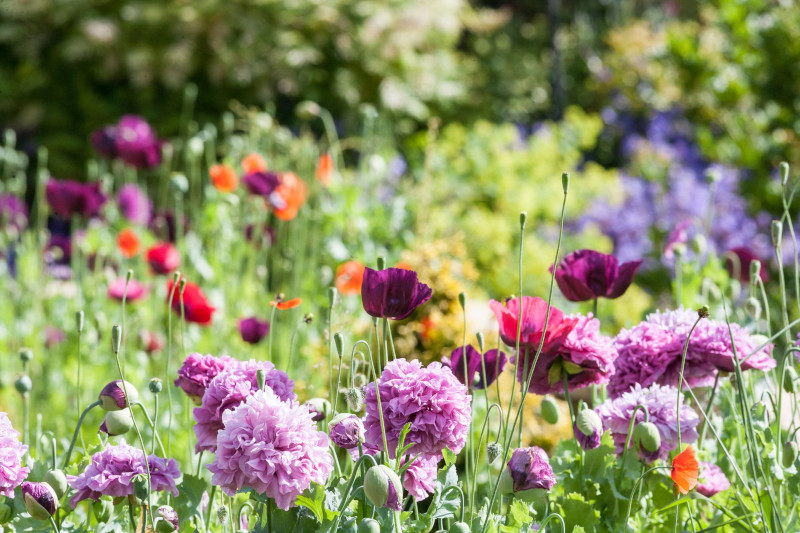 Arbres, fusta i jardins