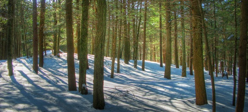 Categories dels arbres principals